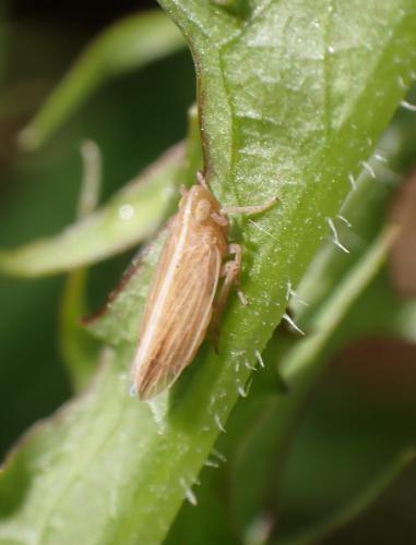 Réf. 289 938 : Stenocranus sp.